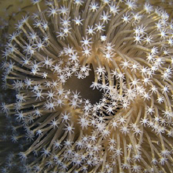 Coral garden! Casio Exilim by Andrew Macleod 